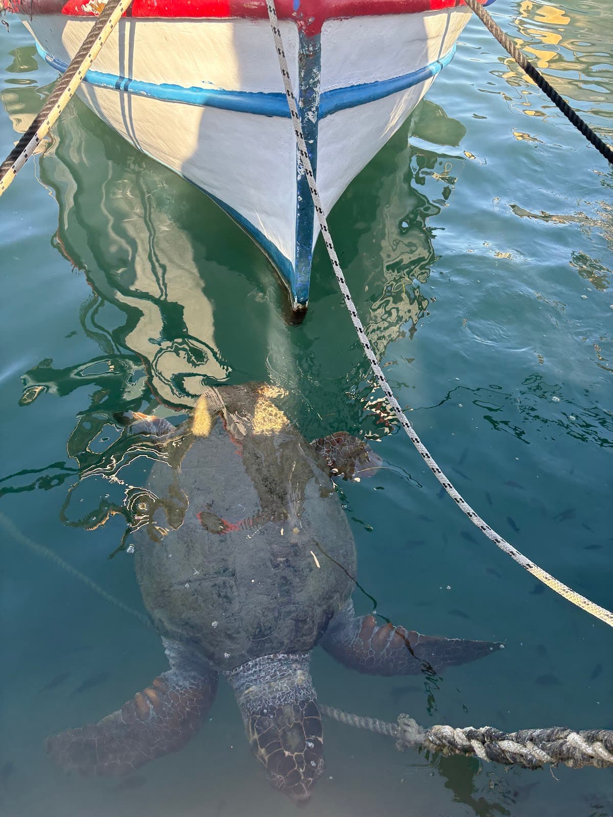 ラガナス湾（ウミガメビーチ）