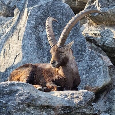 Zoo Alpino Innsbruck