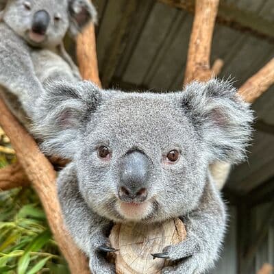 Lone Pine Koala Sanctuary