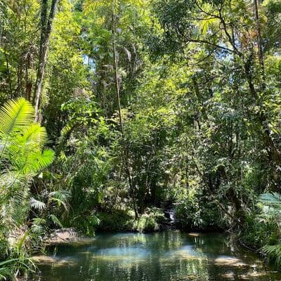 Selva de Daintree