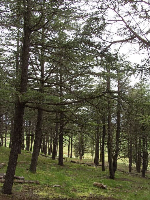 Arboreto Nacional de Canberra