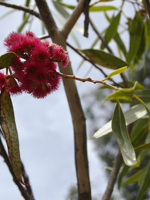 Jardín Botánico Nacional de Australia