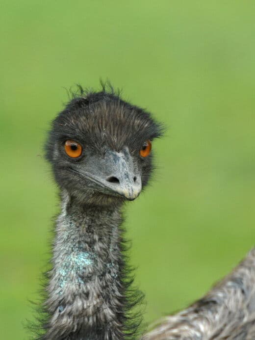 Tidbinbilla Naturreservat