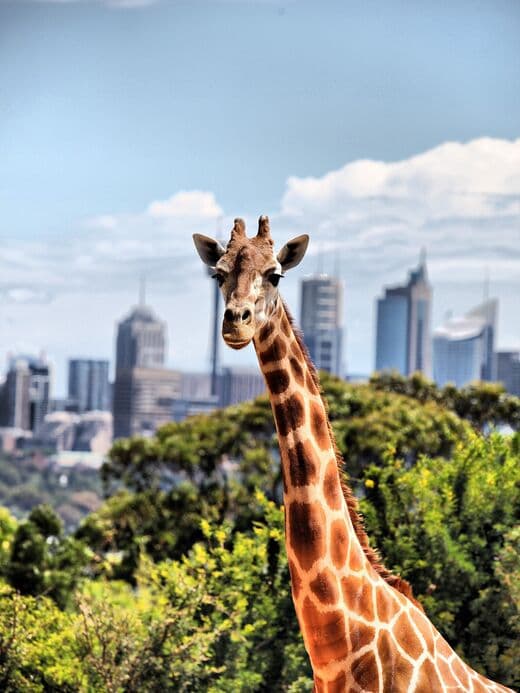 Zoológico Taronga de Sídney