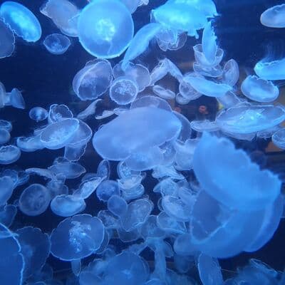 Acuario de Vancouver