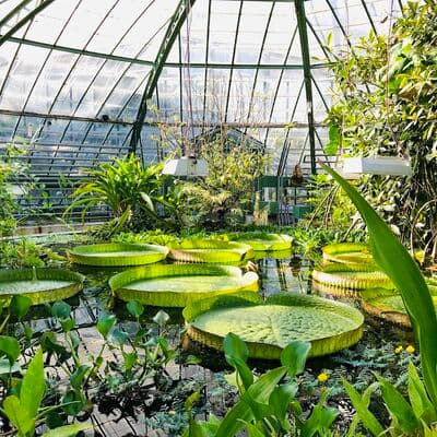 Jardín Botánico de la Universidad de Basilea