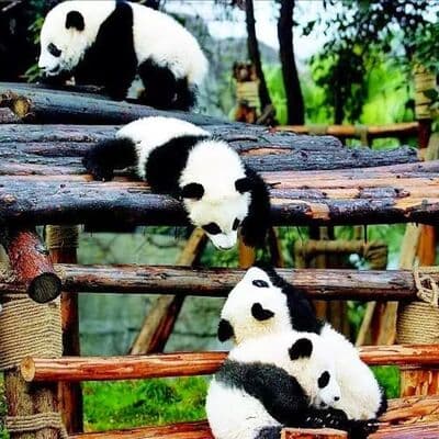 Base de Investigación de Cría del Panda Gigante de Chengdu