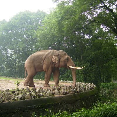 Zoológico de Guangzhou