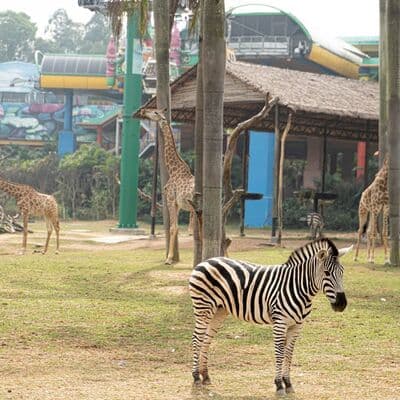 Parque Safari Chimelong