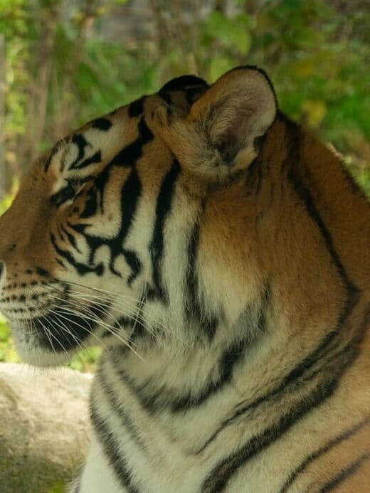 Parque de Tigres de Siberia