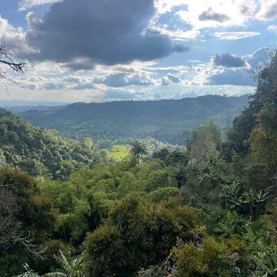 Кофейные плантации