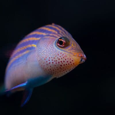 Aquazoo Museo Löbbecke