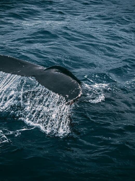 Avistamiento de Ballenas Samaná