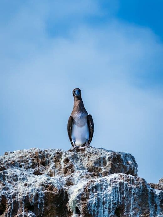 नॉर्थ सीमोर द्वीप ब्लू-फुटेड बूबीज़