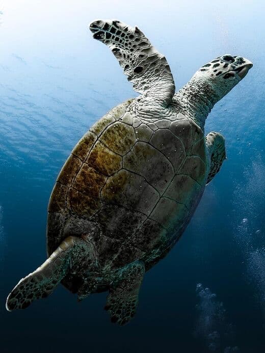 Buceo en el Mar Rojo de Hurghada