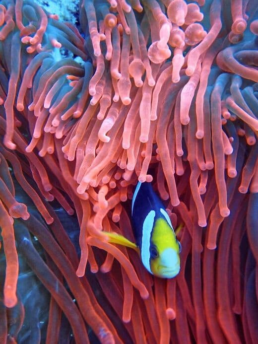 Parque Nacional Ras Mohammed