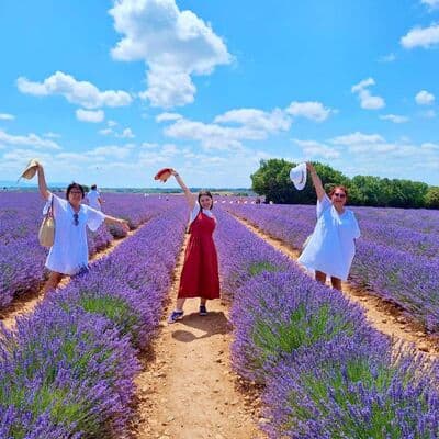 Campos de Lavanda de Valensole