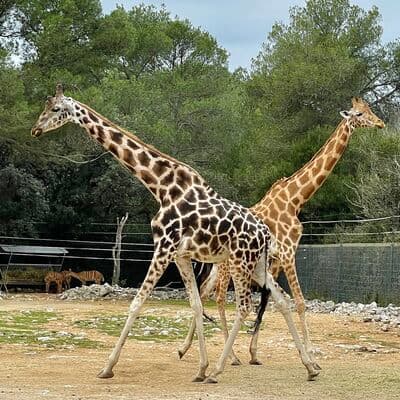 Zoo de Montpellier (Parc de Lunaret)
