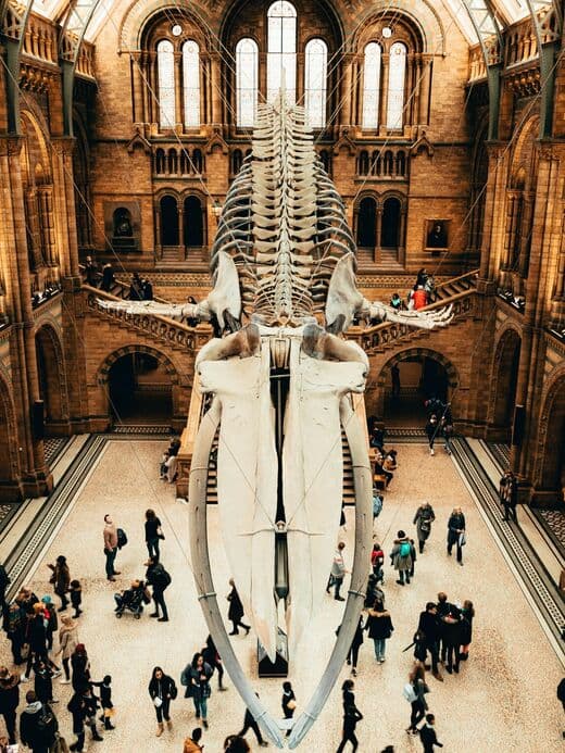 Muséum d'Histoire Naturelle