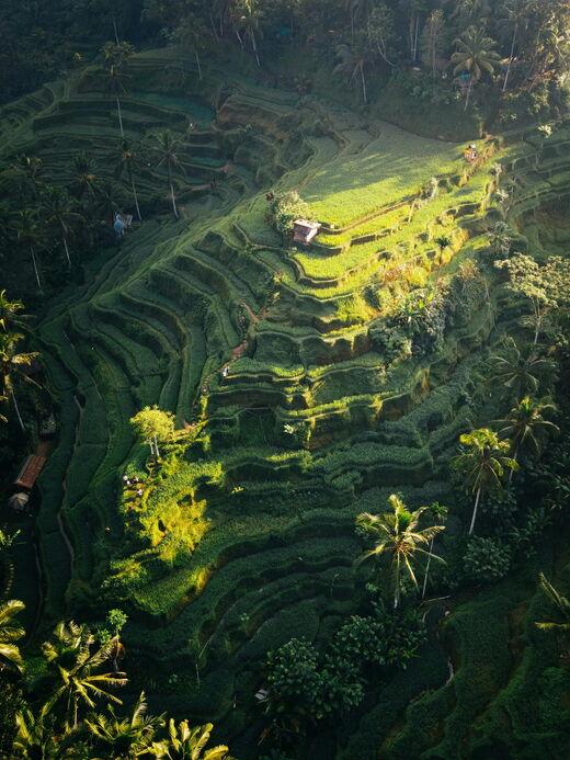 Rizières de Tegallalang
