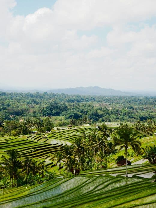 Рисовые террасы Джатилувих