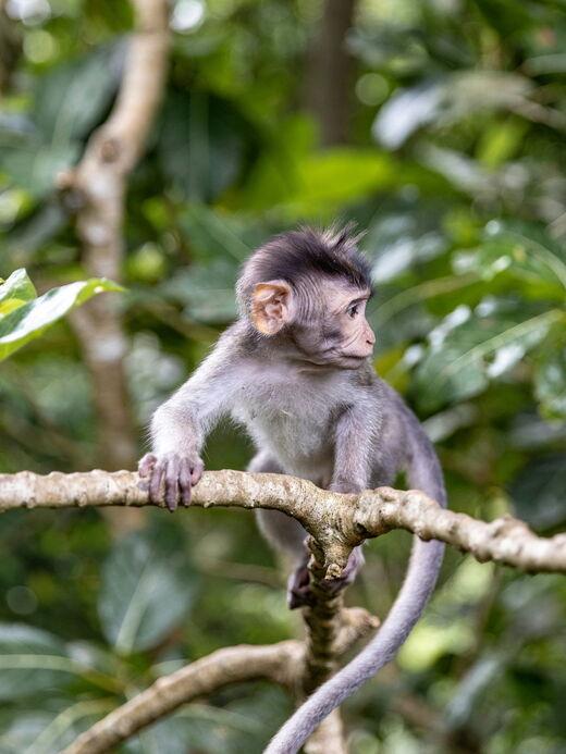 Foret Sacree des Singes