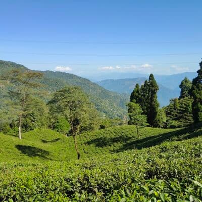 Plantation de Thé Happy Valley