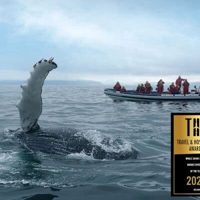 مشاهدة الحيتان في خليج فاكسافلوي