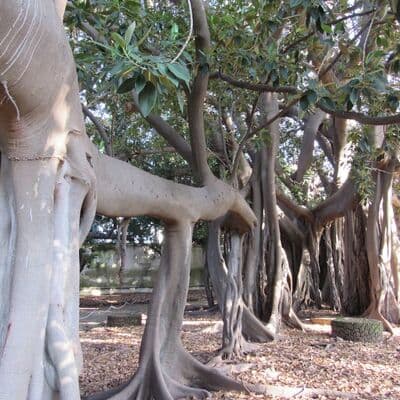 Piazza Marina et Grand Ficus