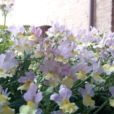 Santuario de Santa Catalina