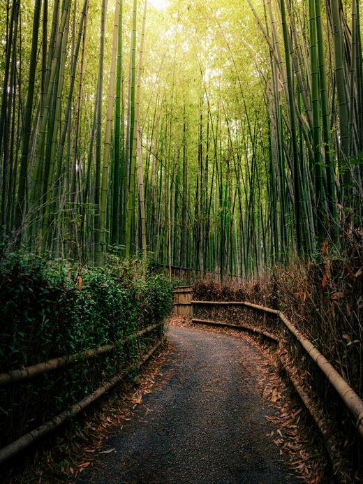 Arashiyama Bamboo Grove
