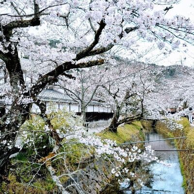 Camino del Filósofo