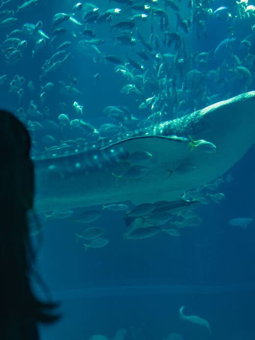Acuario de Osaka Kaiyukan