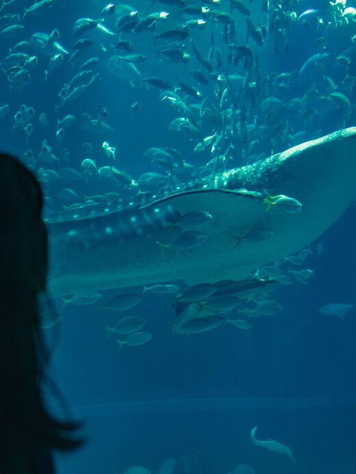 Osaka Aquarium Kaiyukan