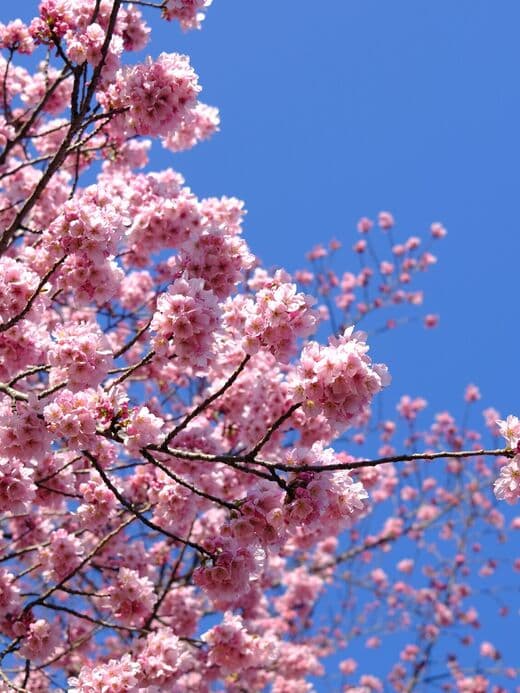 Jardín Nacional Shinjuku Gyoen