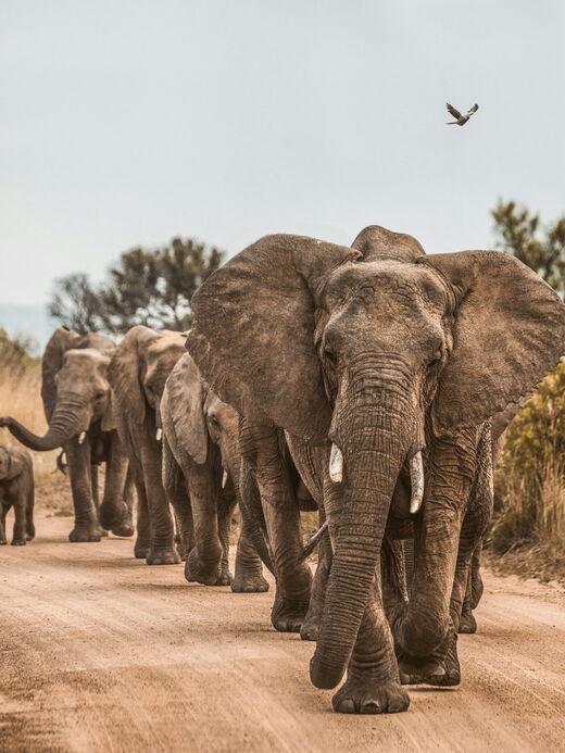Parque Nacional de Udawalawe