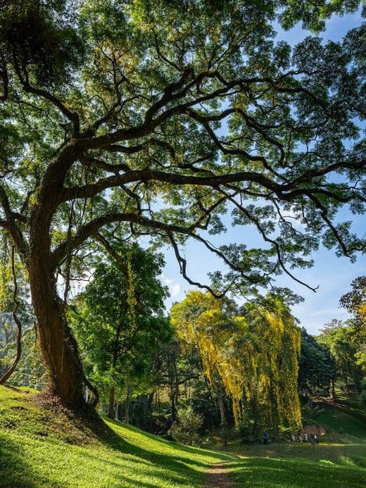 Jardín Botánico Real de Peradeniya