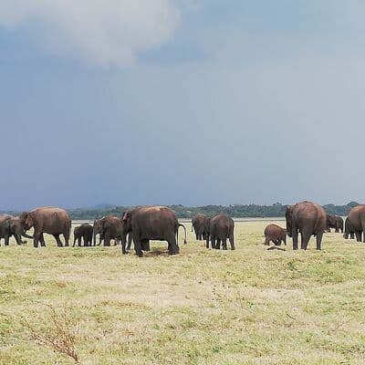 Parque Nacional Minneriya