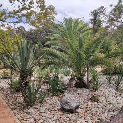 Jardin de Ensayos Botanicos