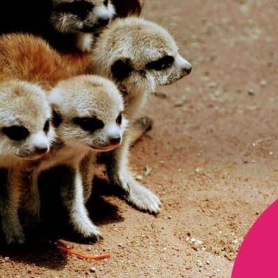 Zoológico Guadalajara