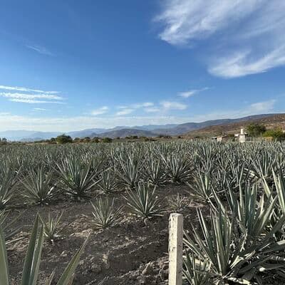 Destilerías de Mezcal