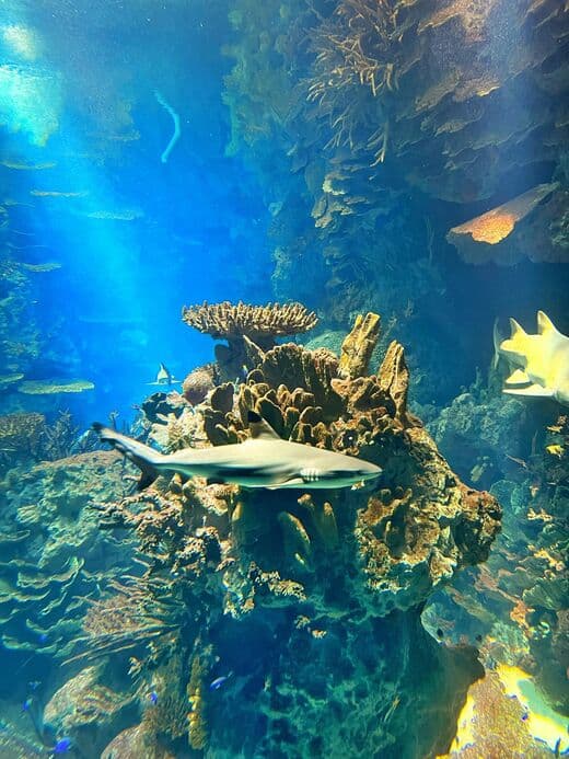 Aquaria KLCC