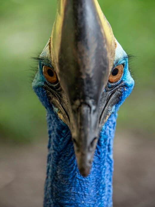 Parque de Vida Silvestre de Langkawi