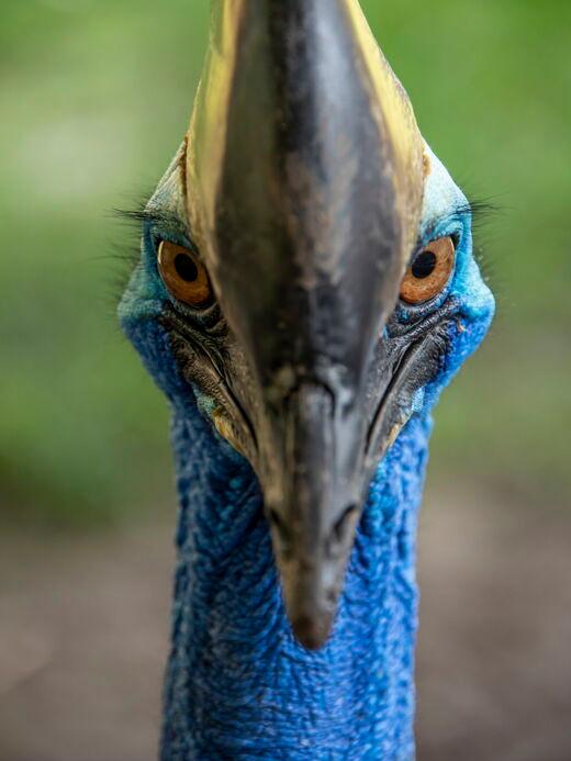 Parc animalier de Langkawi