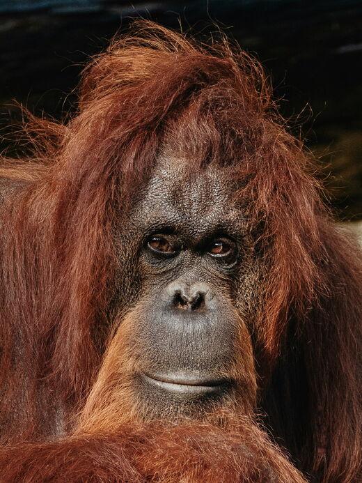 Centre de réhabilitation des orangs-outans de Sepilok