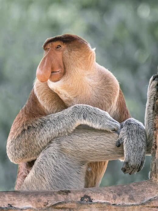 Santuario de Monos Narigudos de Labuk Bay