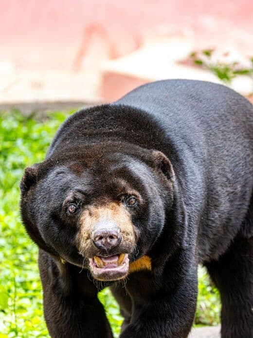 Centro de Conservacion del Oso Malayo de Borneo