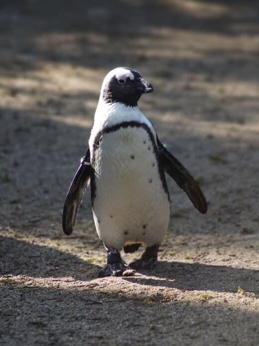 Zoologico Real Artis