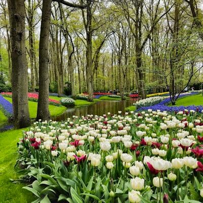 Keukenhof