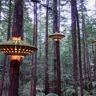 Redwoods Treewalk